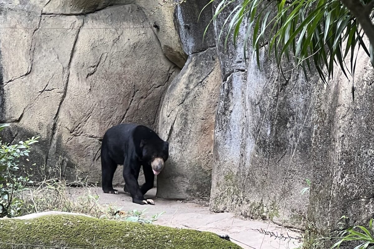 木柵動物園｜木柵動物園 2025 旅遊指南：熱門展館、門票交通與親子必訪亮點全解析