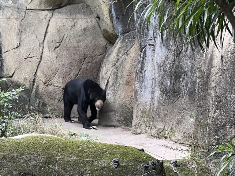 台北動物園｜台北動物園 2025 必逛攻略：全台最大園區、門票、交通與熱門展區推薦