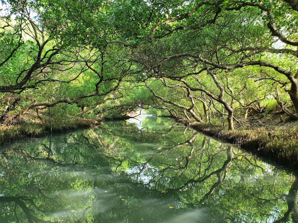 四草綠色隧道入口景觀