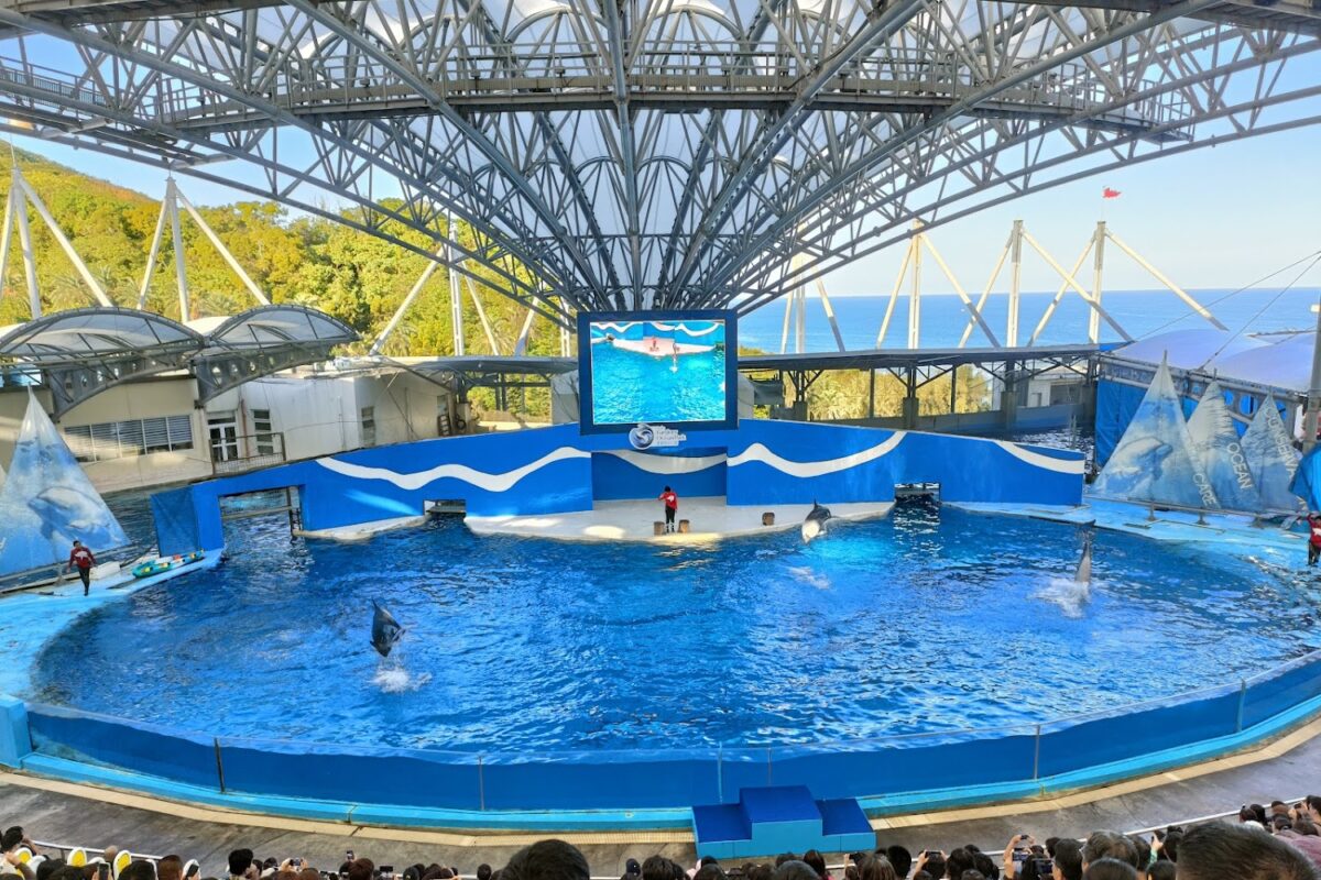 海洋劇場海豚表演