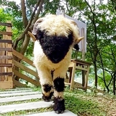 哈比丘茶樹森林外觀