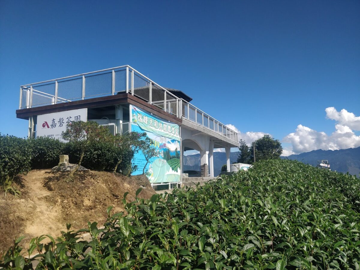 1314觀景台俯瞰茶園美景
