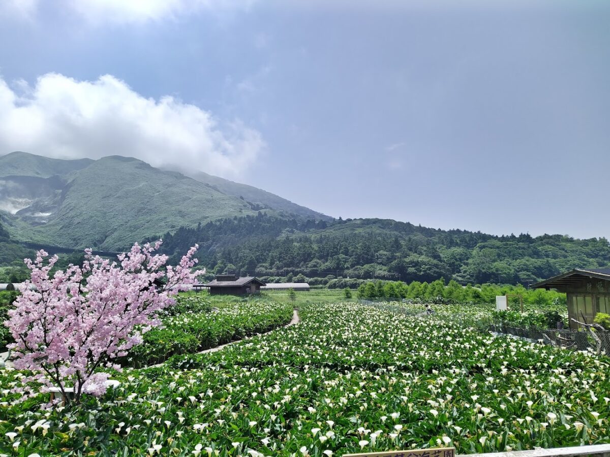 財福海芋田