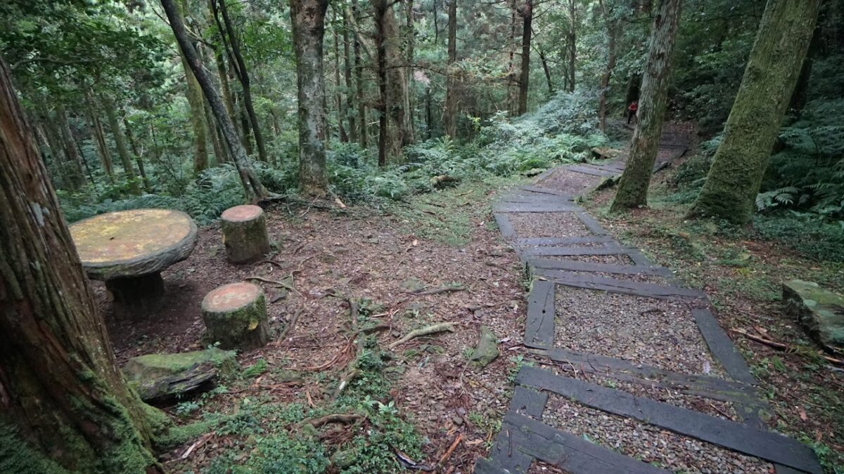 東眼山自導式步道林間景色