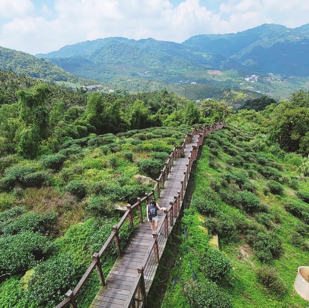 太興岩步道木棧道與茶園
