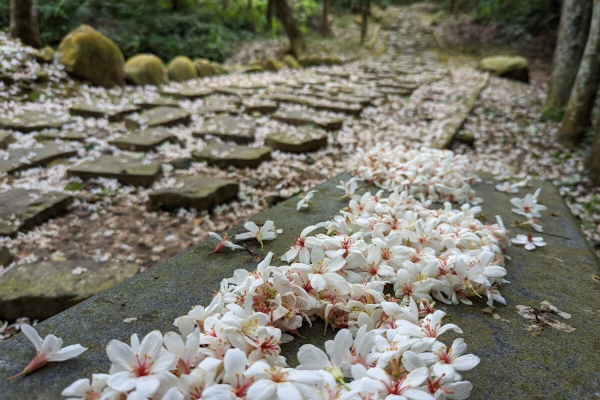 麗多山林步道設施