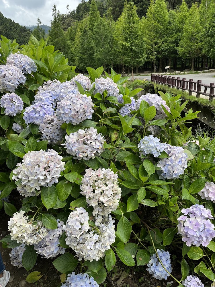 花卉中心室內景觀