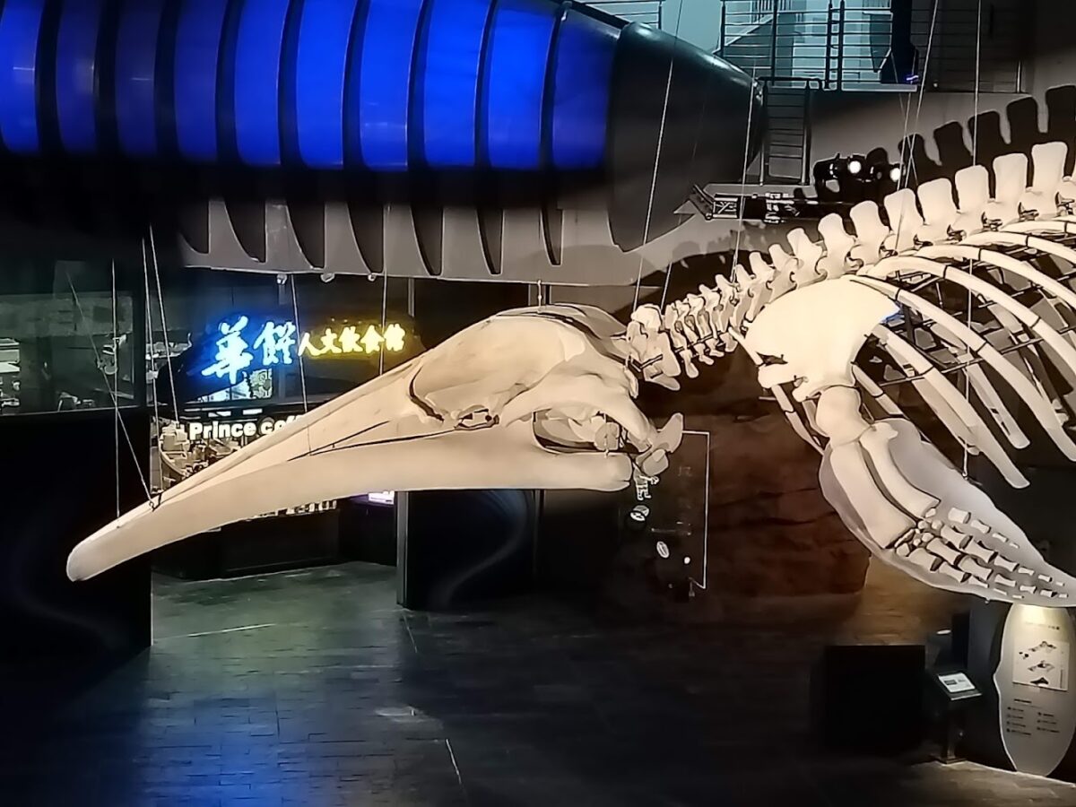 海生館可愛的海洋生物
