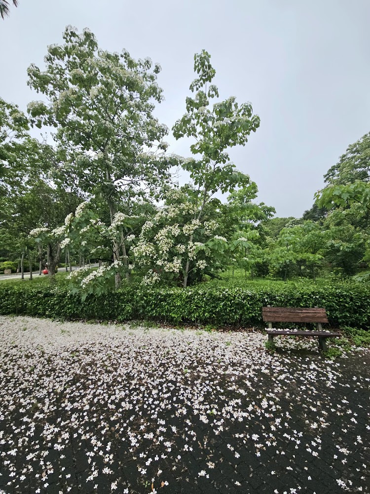 客家大院桐花