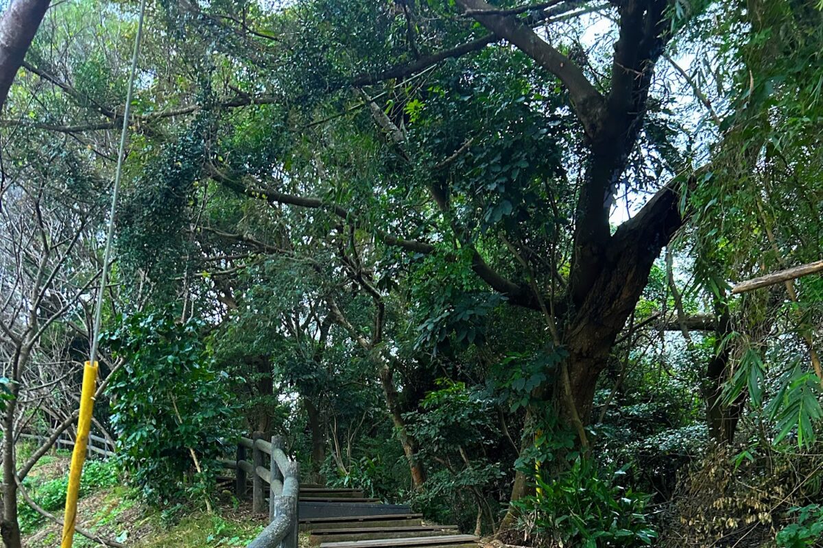 楓樹坑步道原始山徑