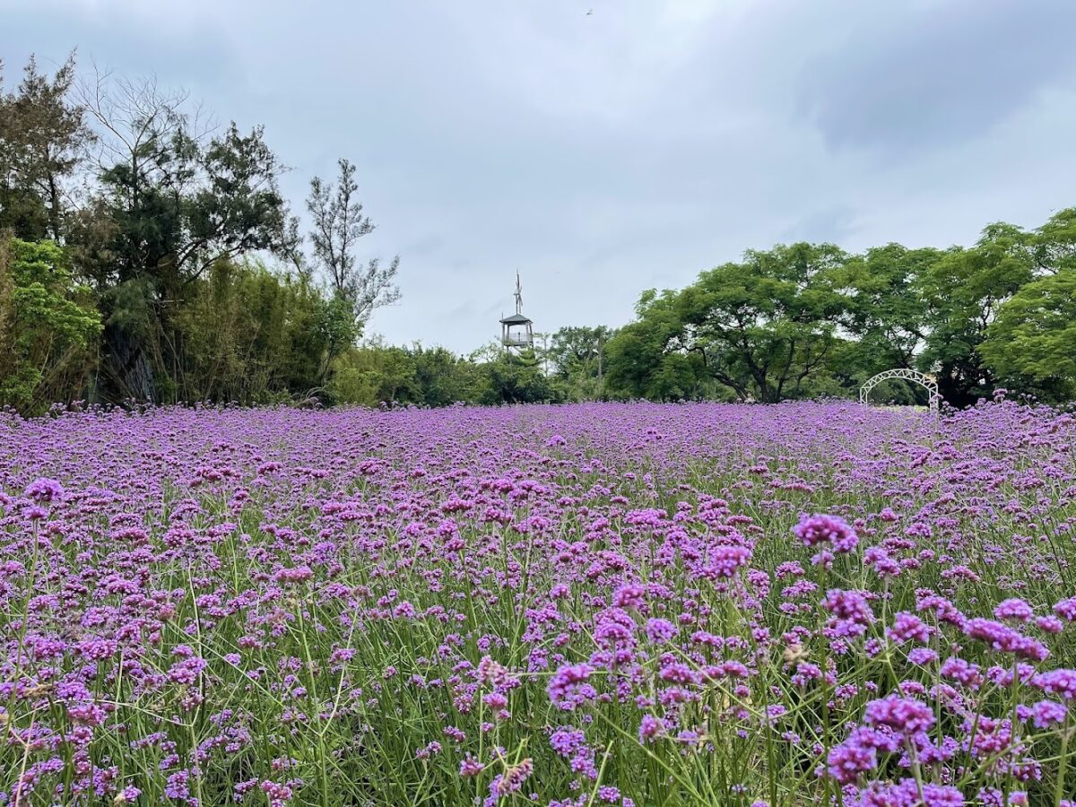青林農場美麗的紫色花海景觀