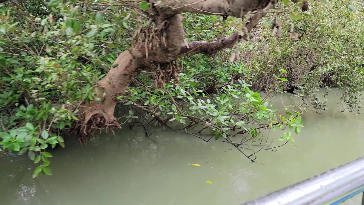 四草綠色隧道生態影片縮圖