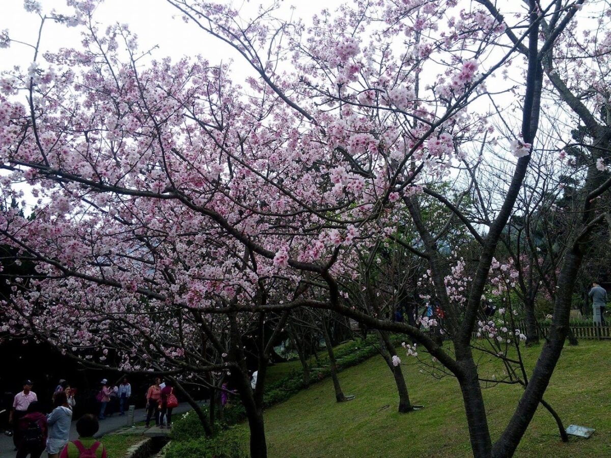 陽明山花鐘