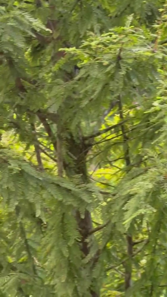 銀杏湖畔色彩繽紛的植被