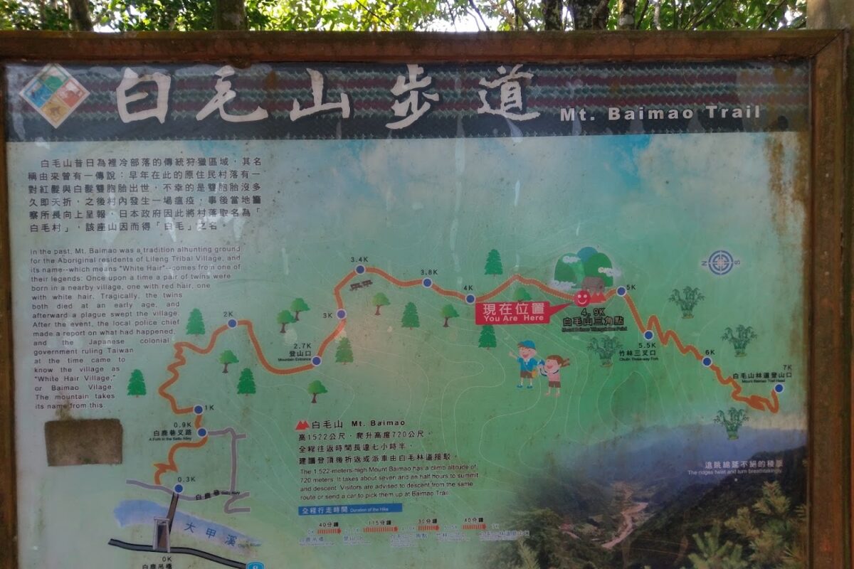 白毛山林間光影
