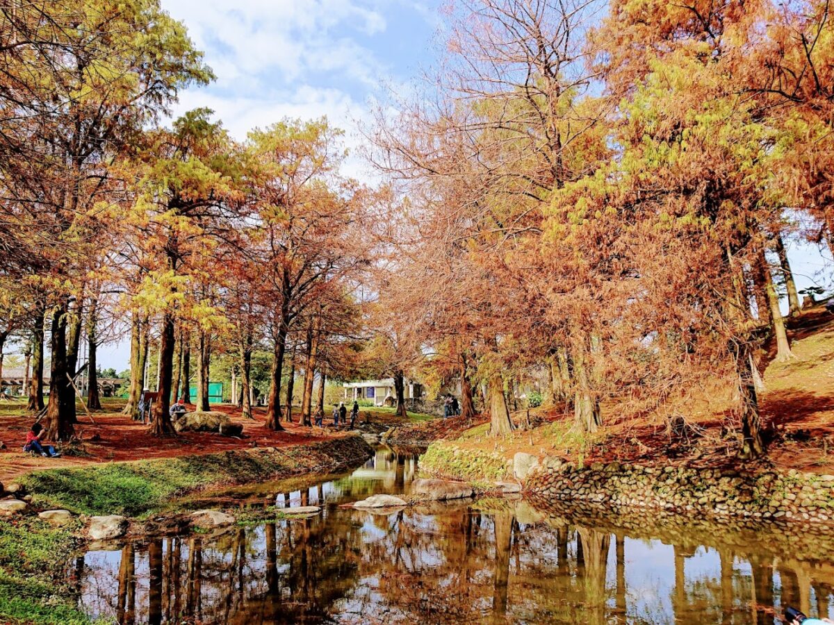 羅東運動公園東丘落羽松