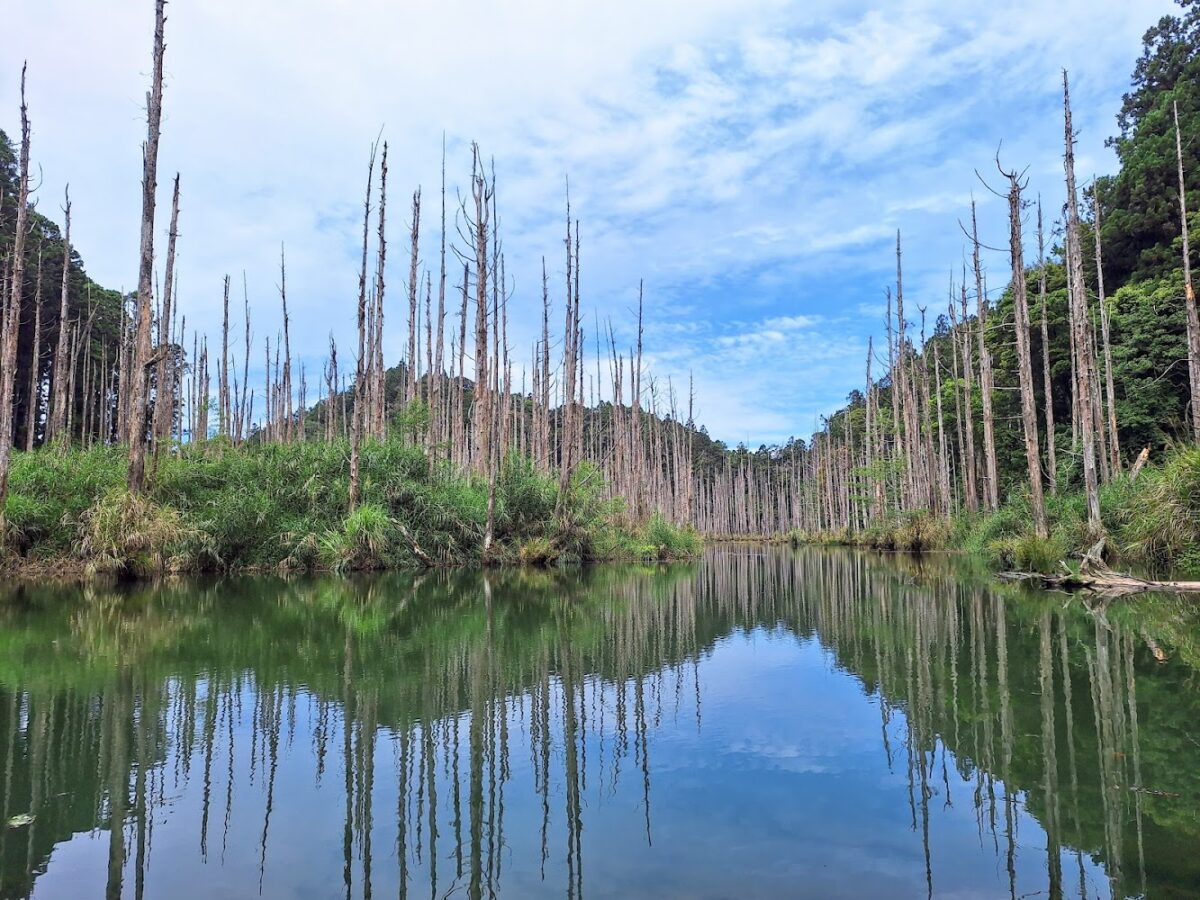 水漾森林湖面倒影枯木美景