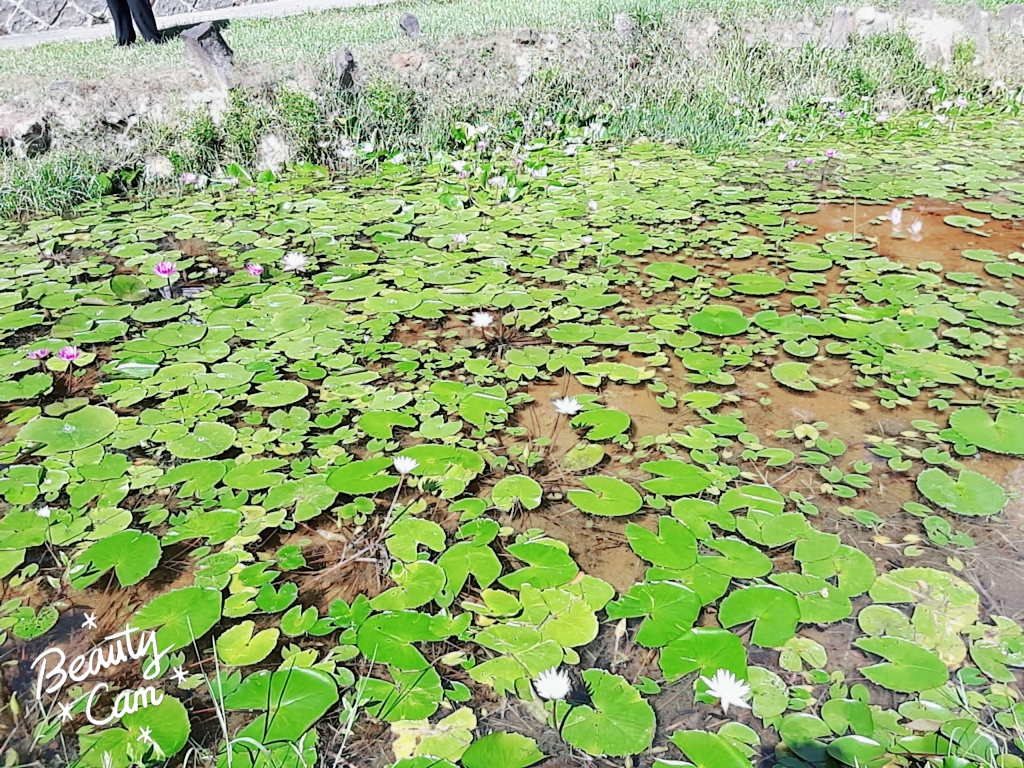 北投圖書館蓮花池