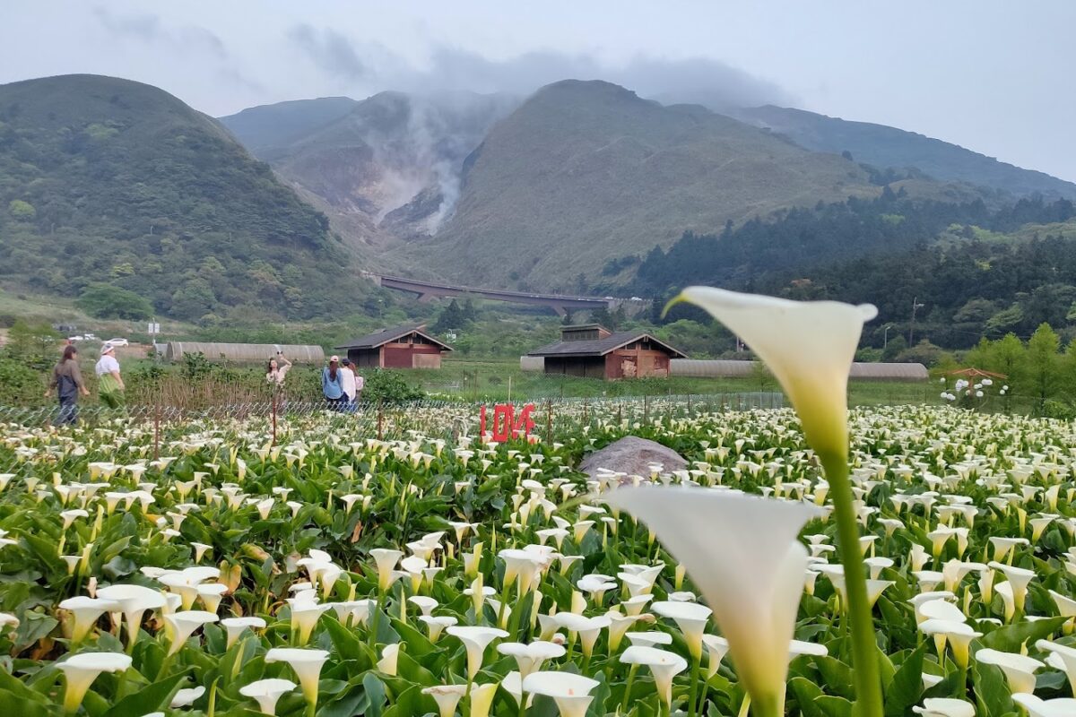 竹子湖海芋季