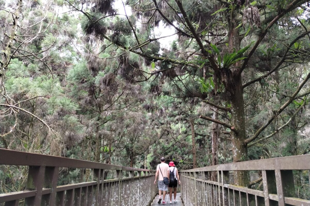 溪頭觀景步道美景