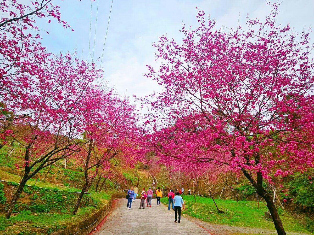 松櫻秘境櫻花