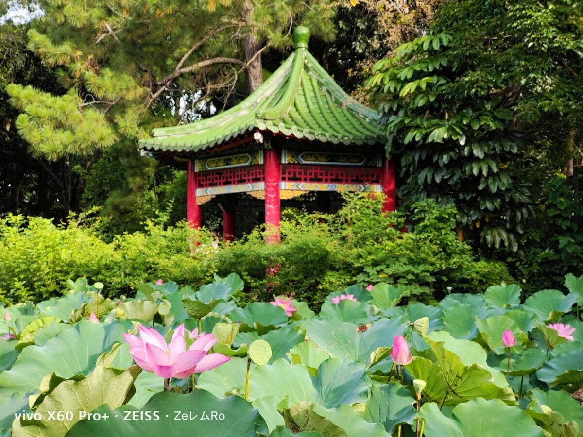 台北植物園荷花池
