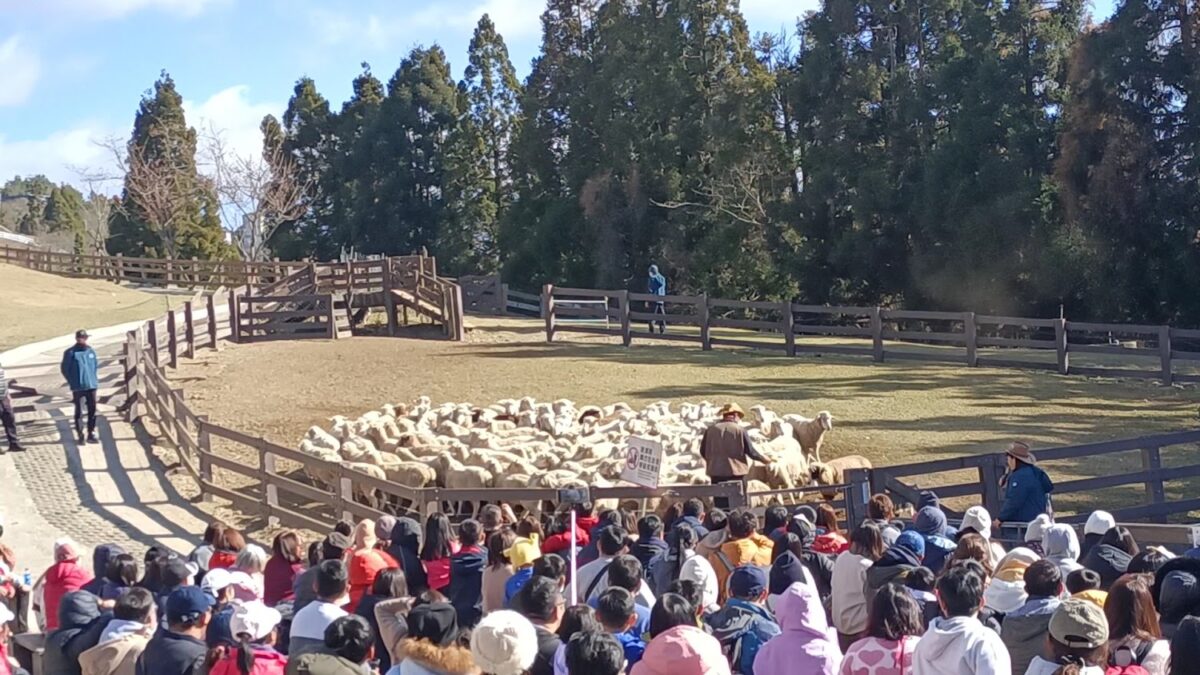 牧羊犬趕羊表演