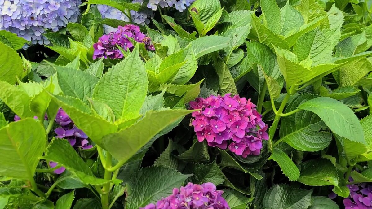 竹子湖花田景觀