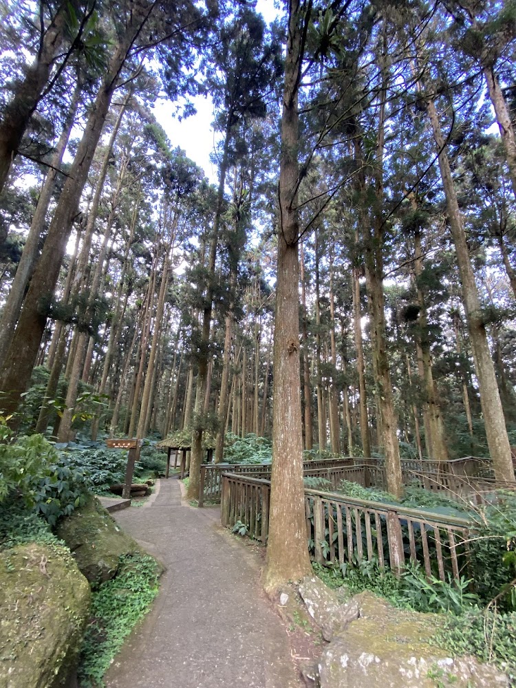 溪頭國家森林遊樂區茂密的森林景觀