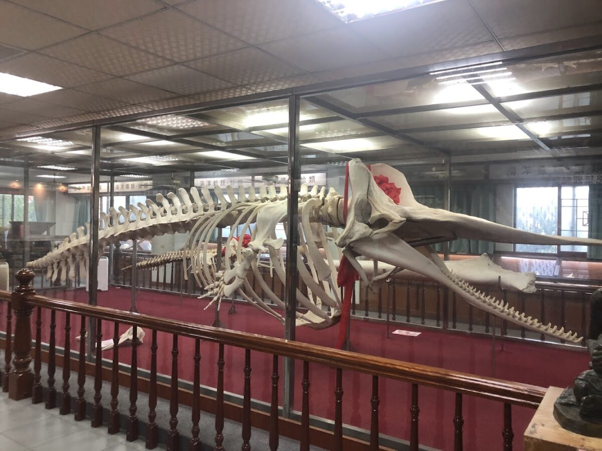 抹香鯨陳列館