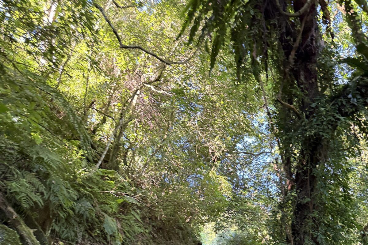 淡蘭古道南路山徑景象
