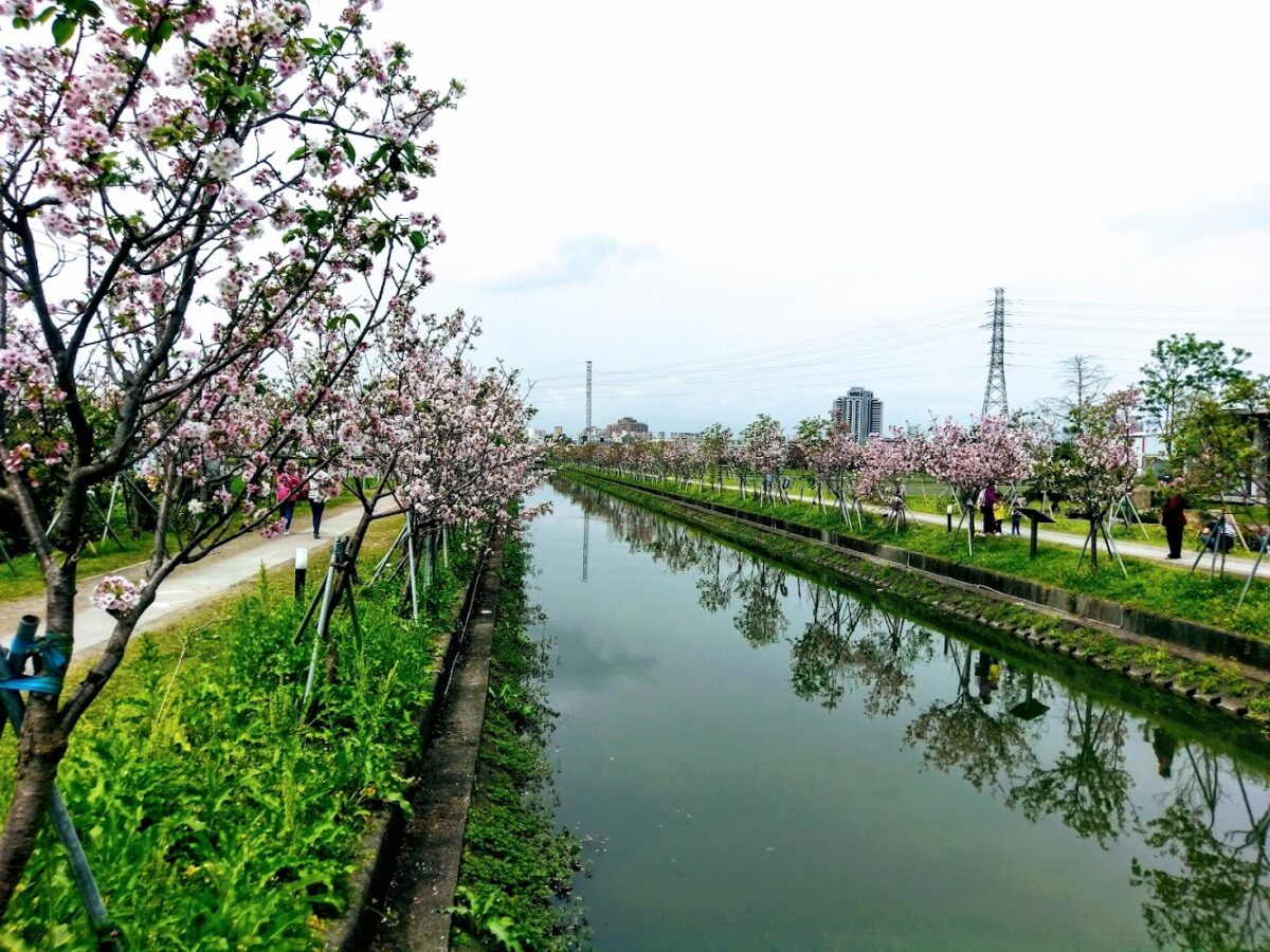羅莊櫻花步道景觀