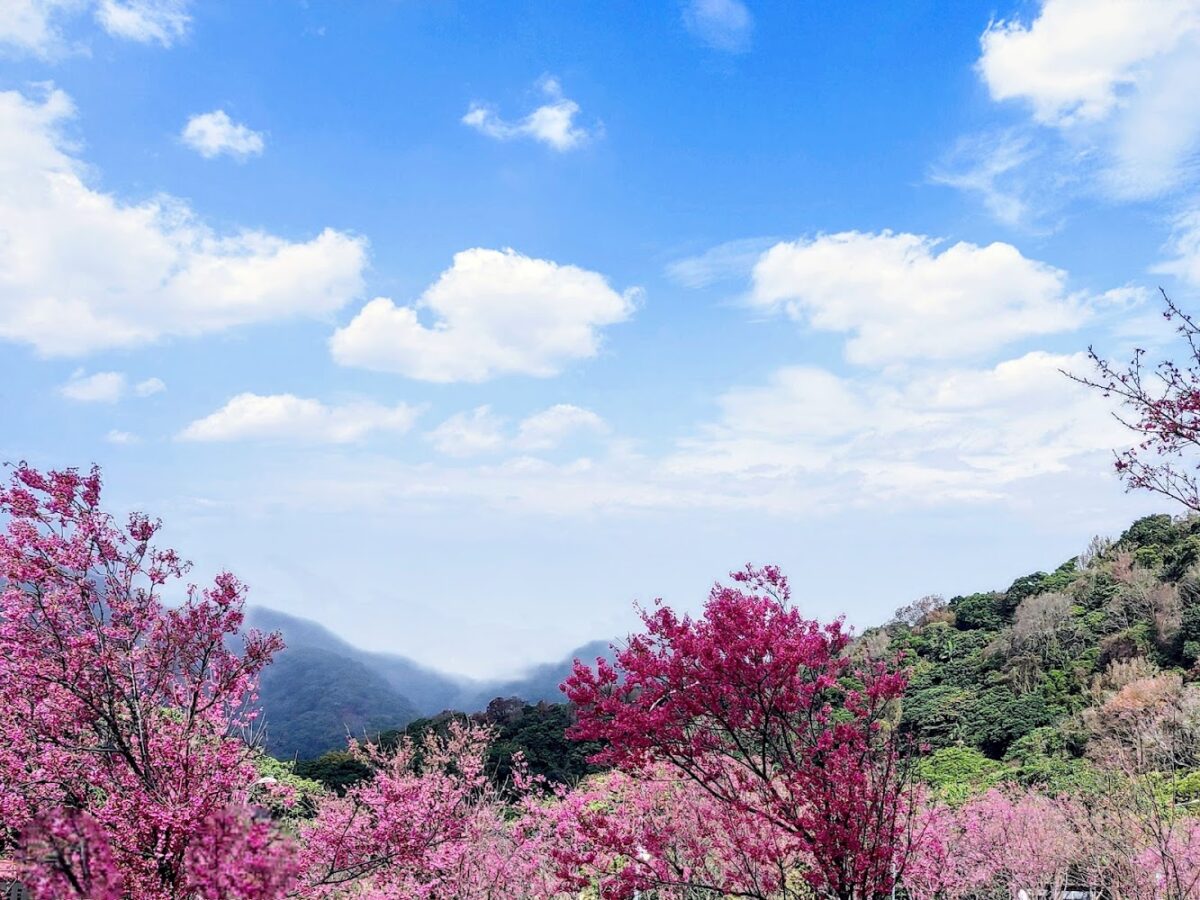 陽明山花鐘