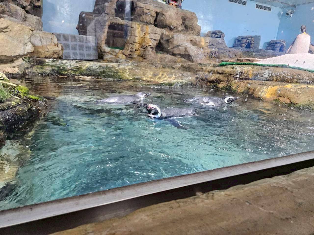 Xpark 企鵝展區