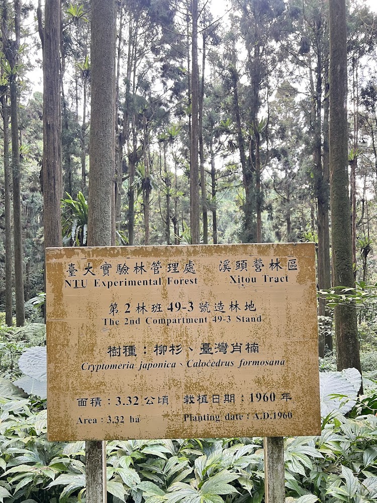 溪頭原生秋海棠園