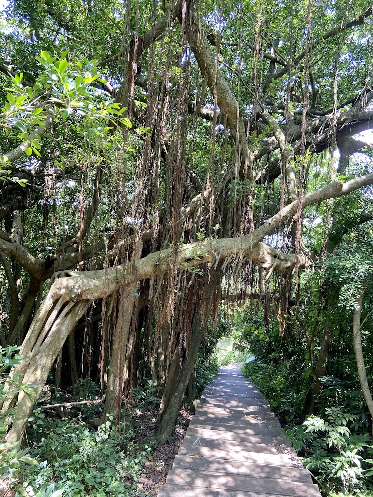 柴山盤榕休息區與茂密樹林
