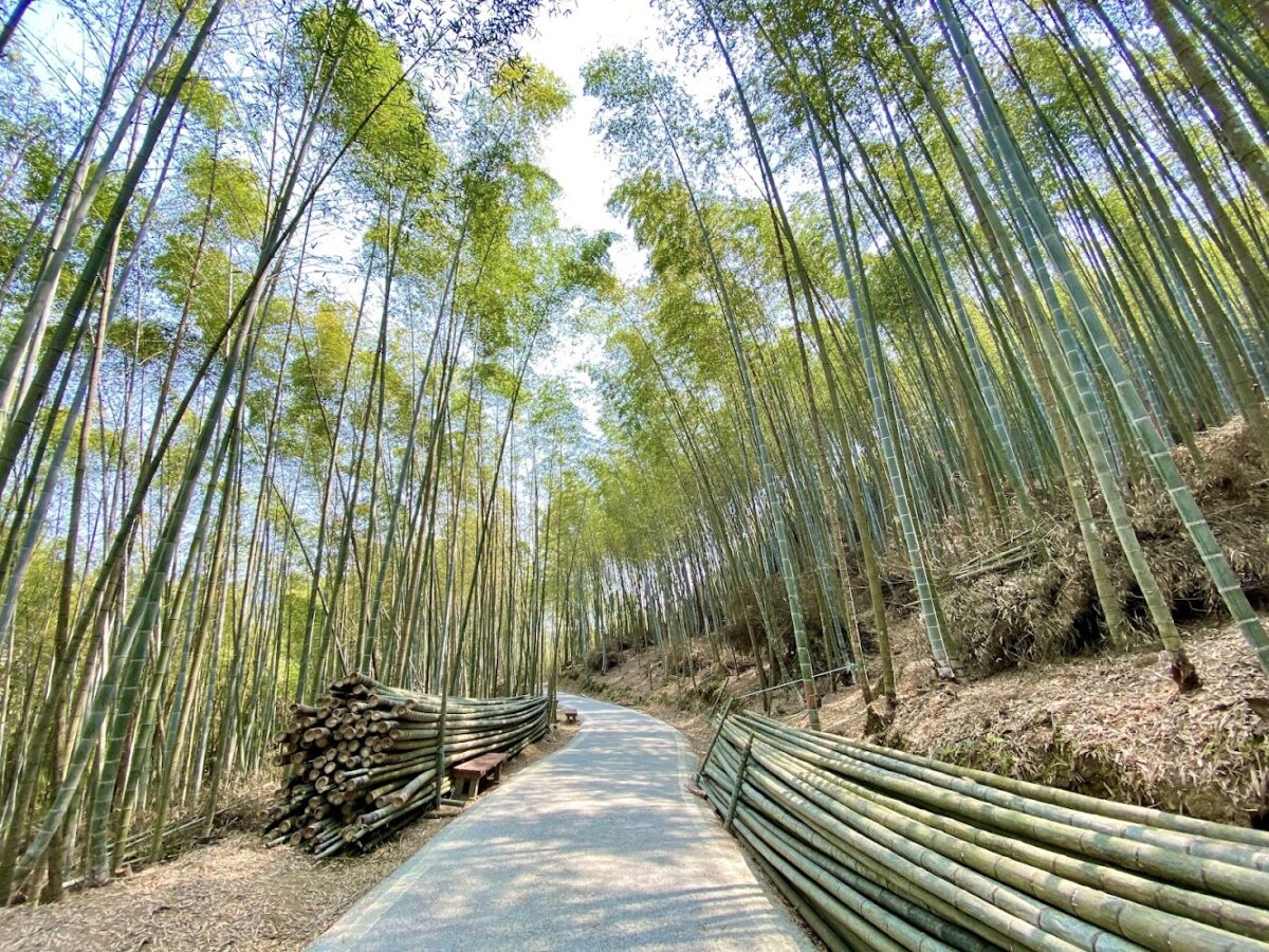 梅山綠色隧道竹林景觀