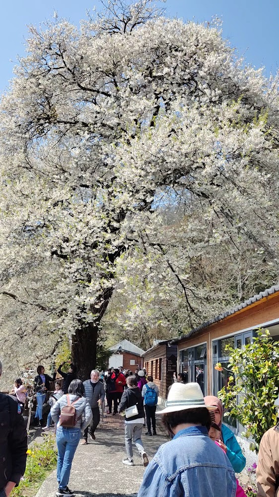 觀霧山莊住宿區環境清幽