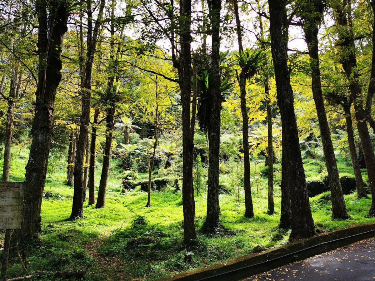 溪頭銀杏林步道
