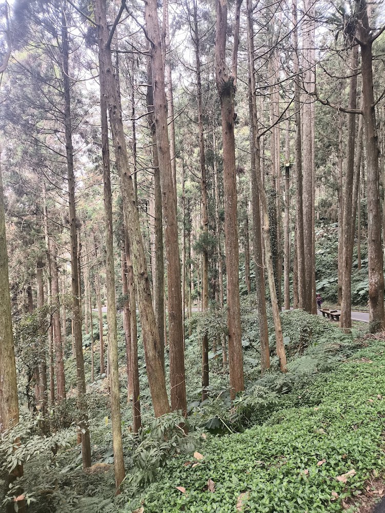 溪頭森林步道與遊客漫步情景