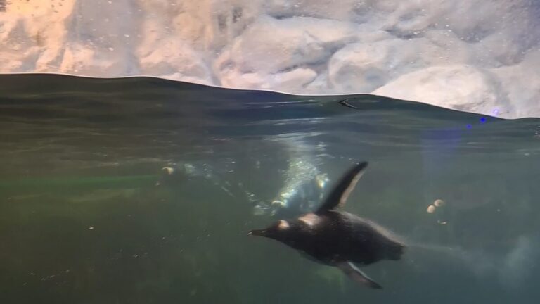 海生館｜海生館 2026 旅遊攻略：探索屏東國立海洋生物博物館，海底隧道與夜宿深度體驗