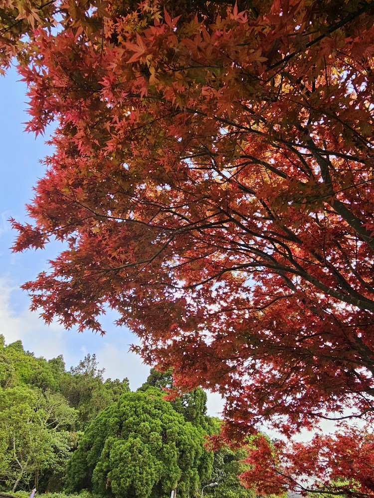 竹子湖｜竹子湖一日遊推薦：2026 海芋繡球花季時間、景觀餐廳與交通指南