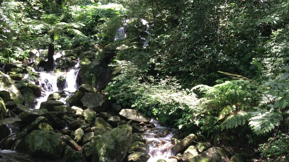 東眼山國家森林遊樂區｜東眼山國家森林遊樂區 2026 健行指南：漫步柳杉林、攻略自導式步道的避暑聖地