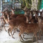 花鹿秘境｜花鹿秘境 2026 桃園大溪親子景點推薦：近距離餵食水豚、梅花鹿，休閒農場首選攻略