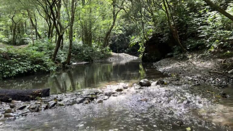 坪溪古道｜坪溪古道攻略2026：漫步夢幻水陸森林，遠眺龜山島海景