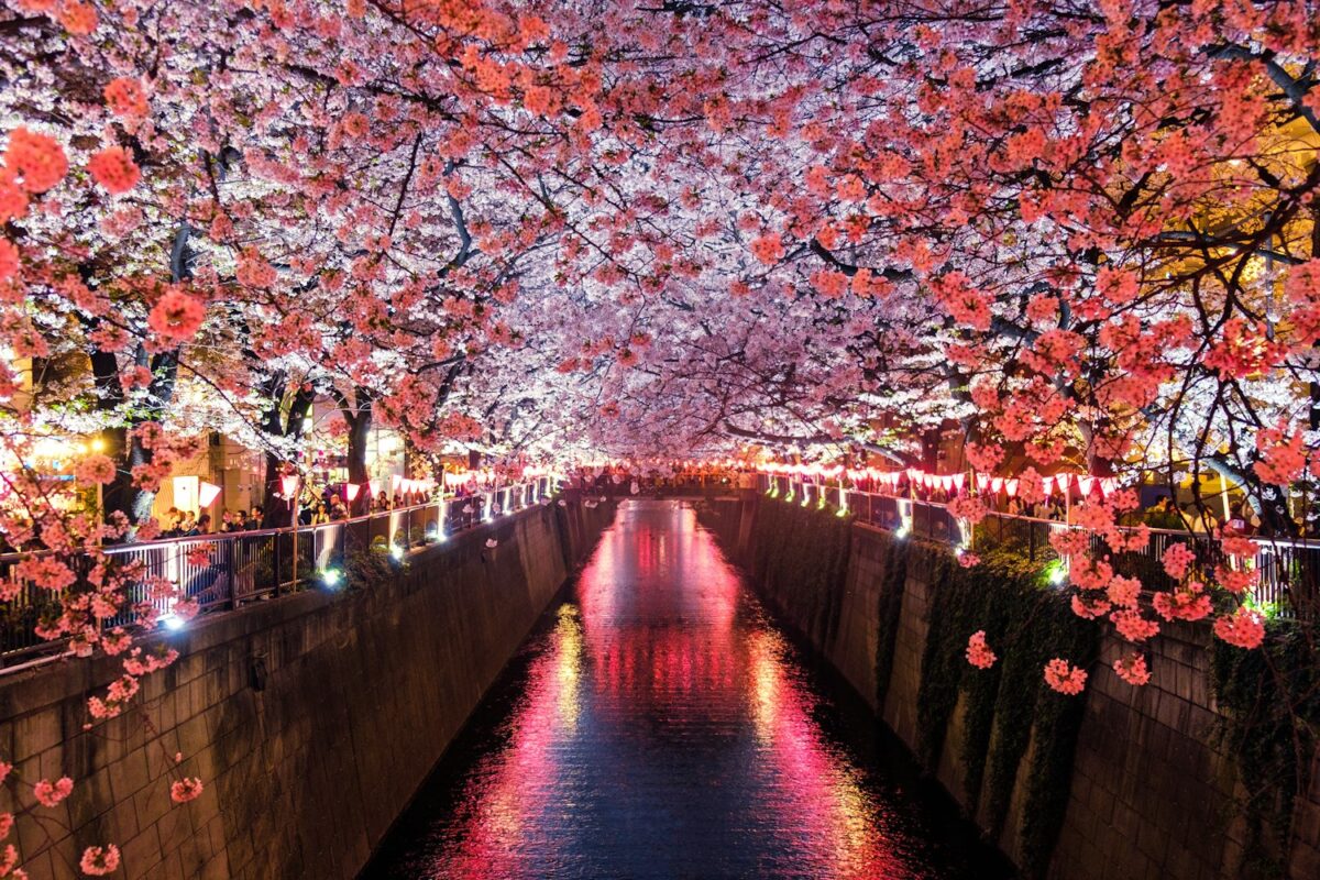 陽明公園花鐘美景