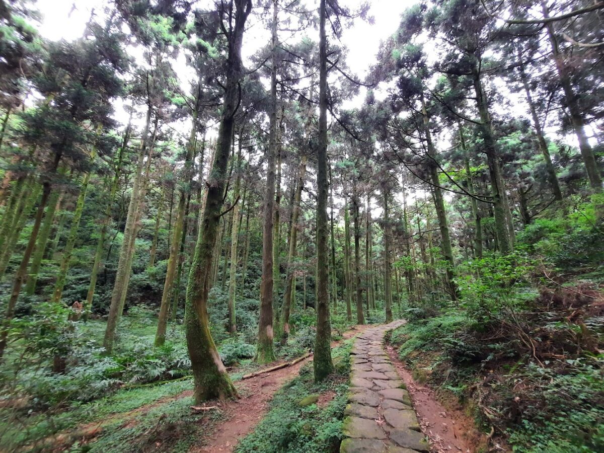 頂山石梯嶺步道牛群