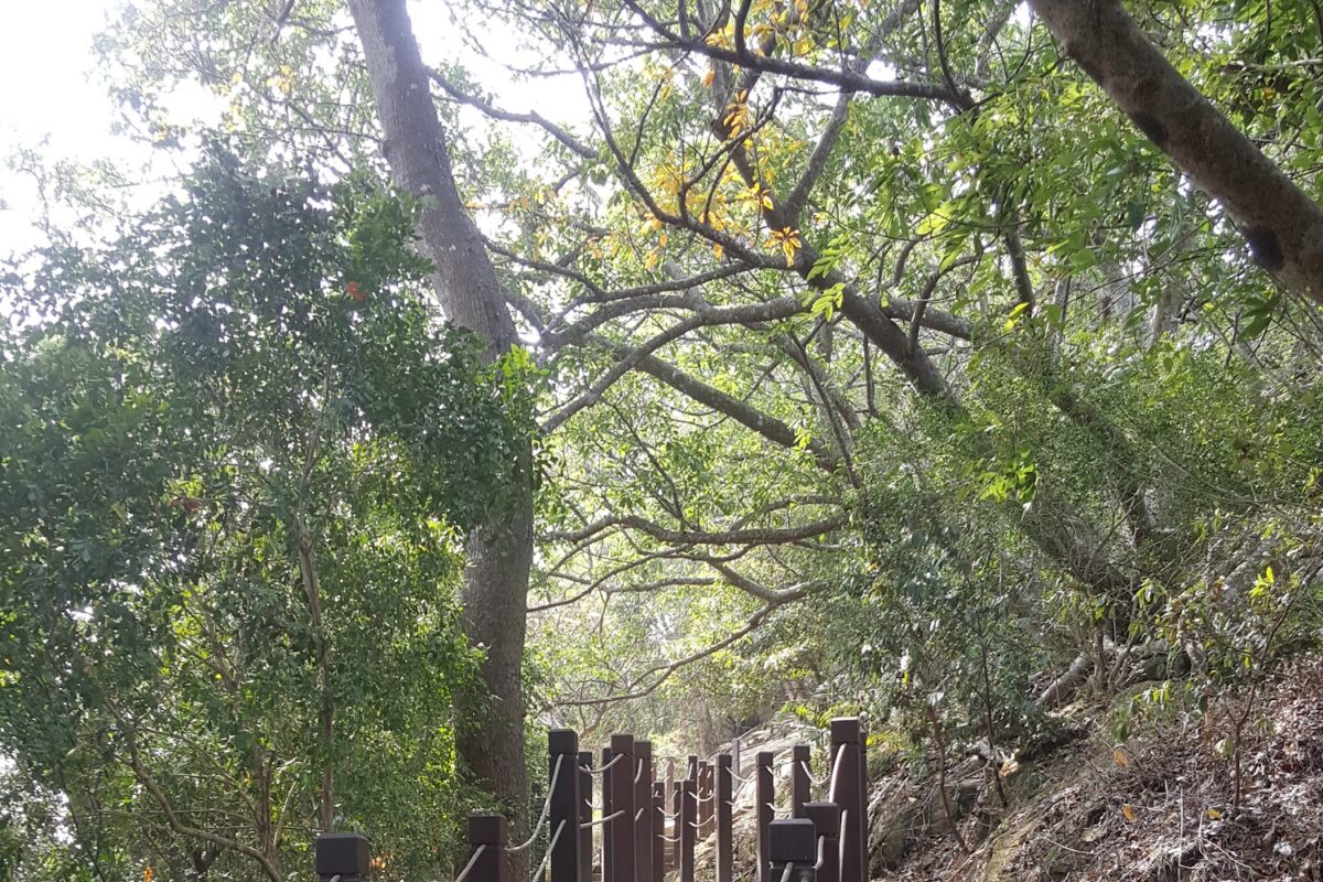 大坑七號登山步道