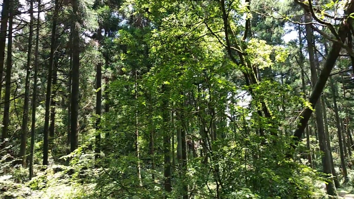 頂山石梯嶺柳杉林