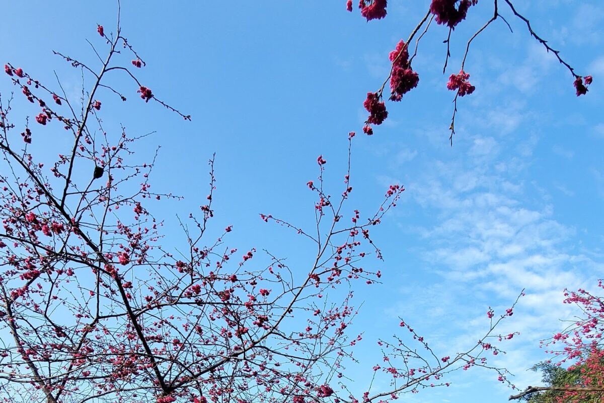 九族文化村園區全景